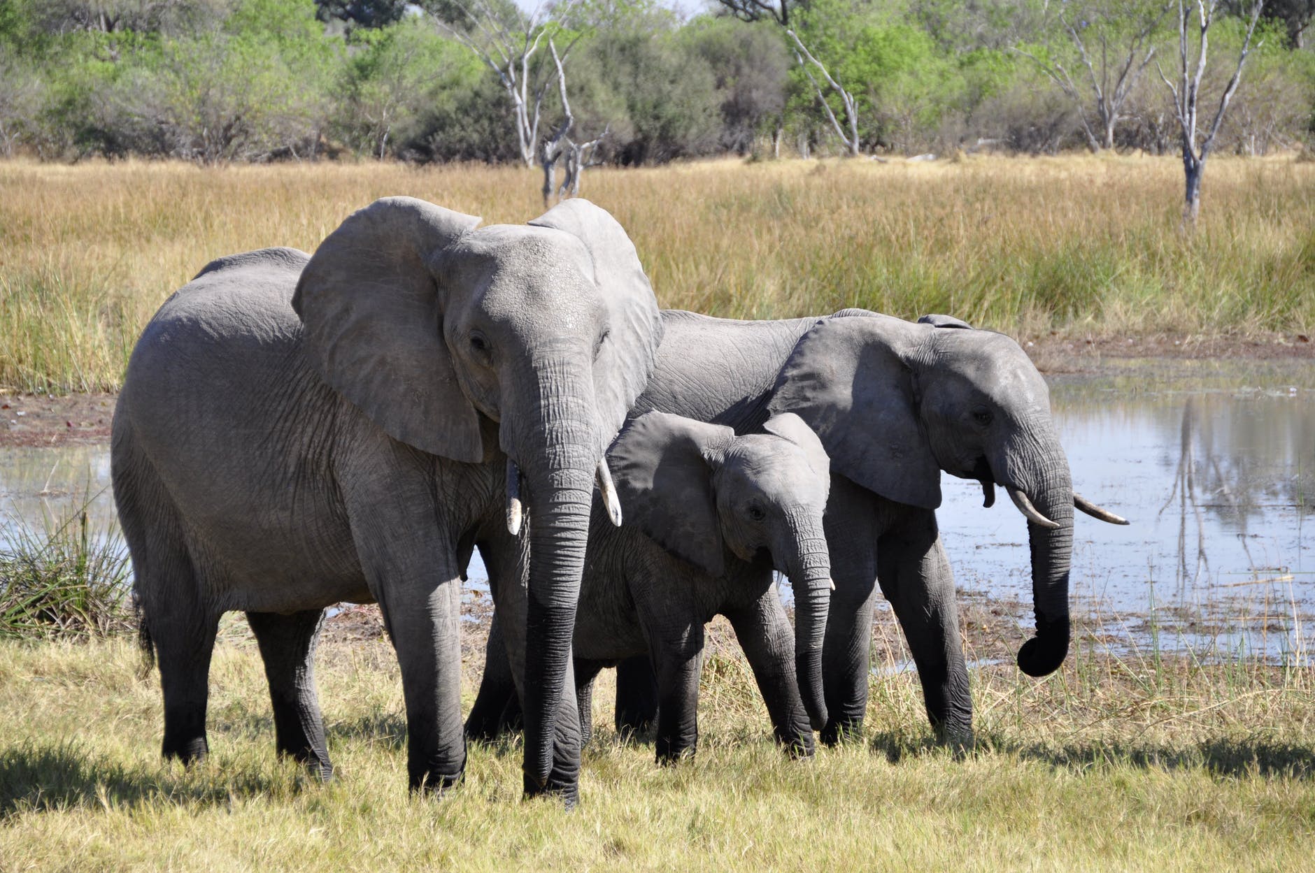 large elephants near lake