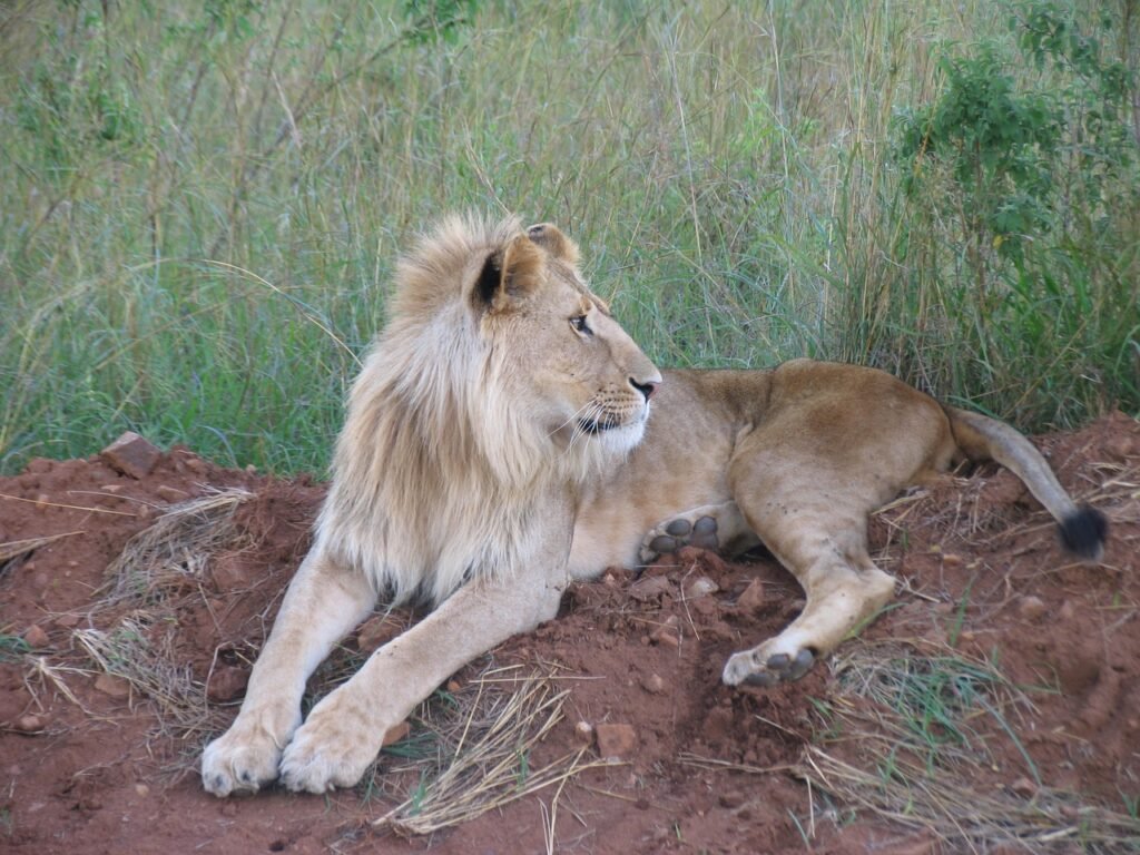 kenya, nature, maasai-mara, lion