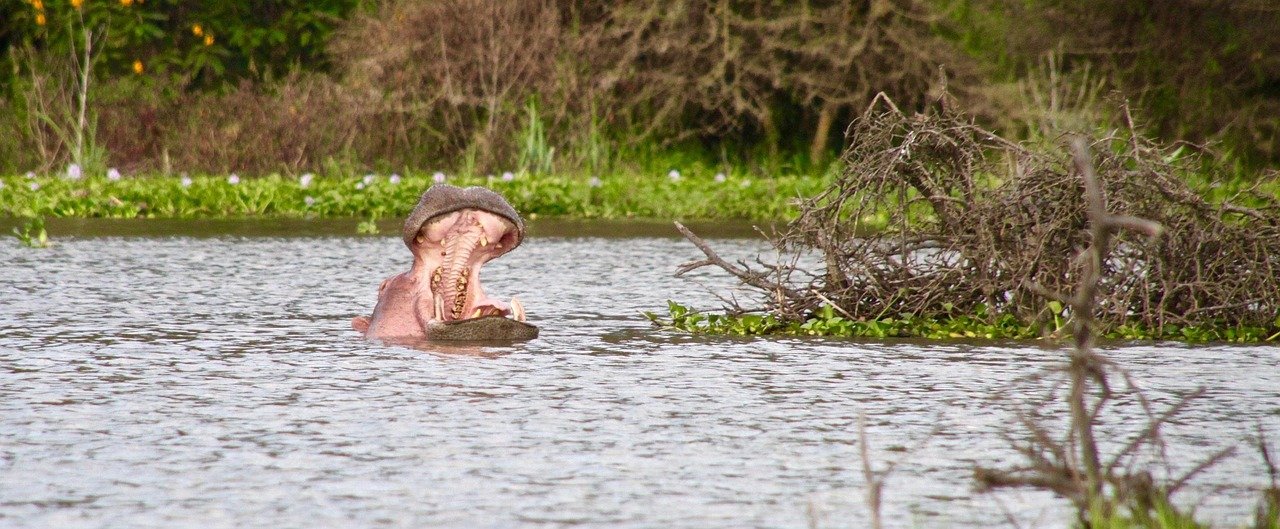 hippo, kenya, lake naivasha, lake naivasha, lake naivasha, lake naivasha, lake naivasha, lake naivasha