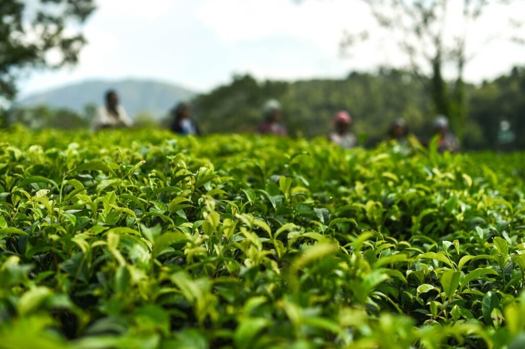agriculture, outdoors, leaves, tea garden, nature, green tea, meghalaya, farm