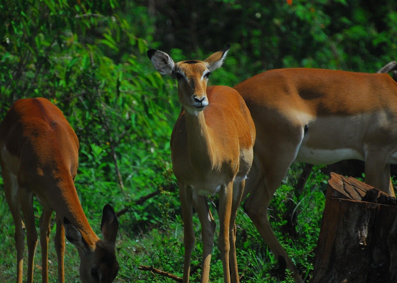 impala, antelope, nature, africa, nairobi, nairobi national park, biodiversity, animal behavior, wilderness, conservation, earth hour, kenya, wild, community, communication, trust, cohesion, social, group, together, security, green earth, green community, green communication, green security, green group, green social, green together