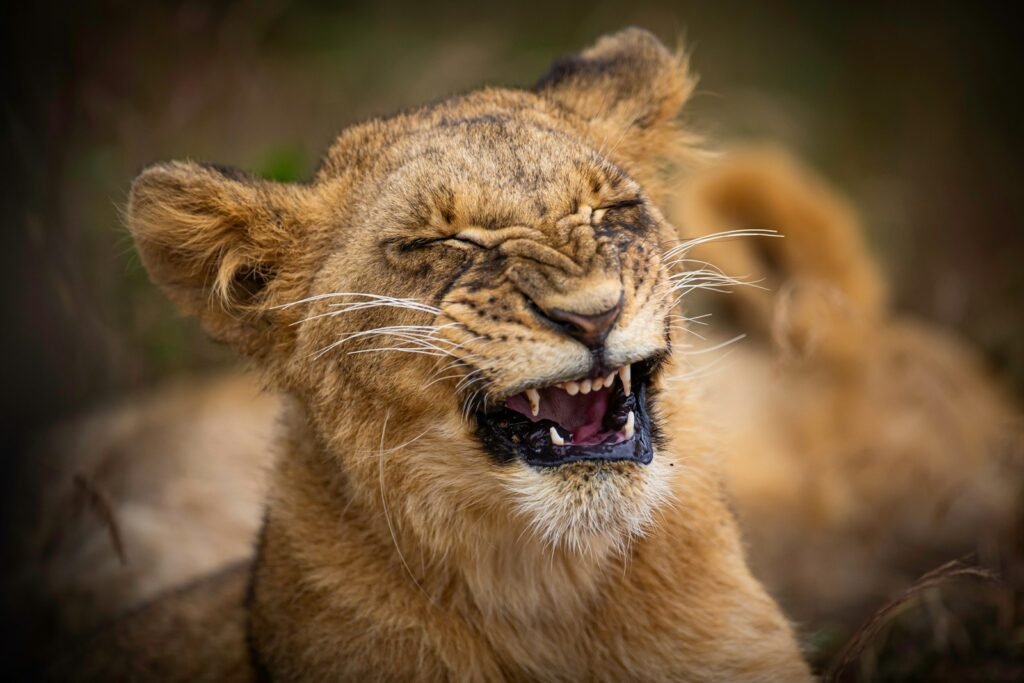 a close up of a lion with its mouth open