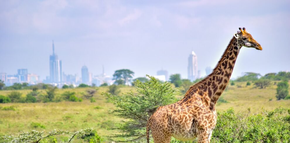 a giraffe standing in a field with a city in the background