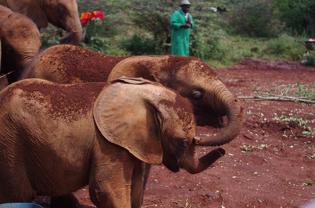elephant, baby, orphans, kenya, nairobi, nairobi, nairobi, nairobi, nairobi, nairobi