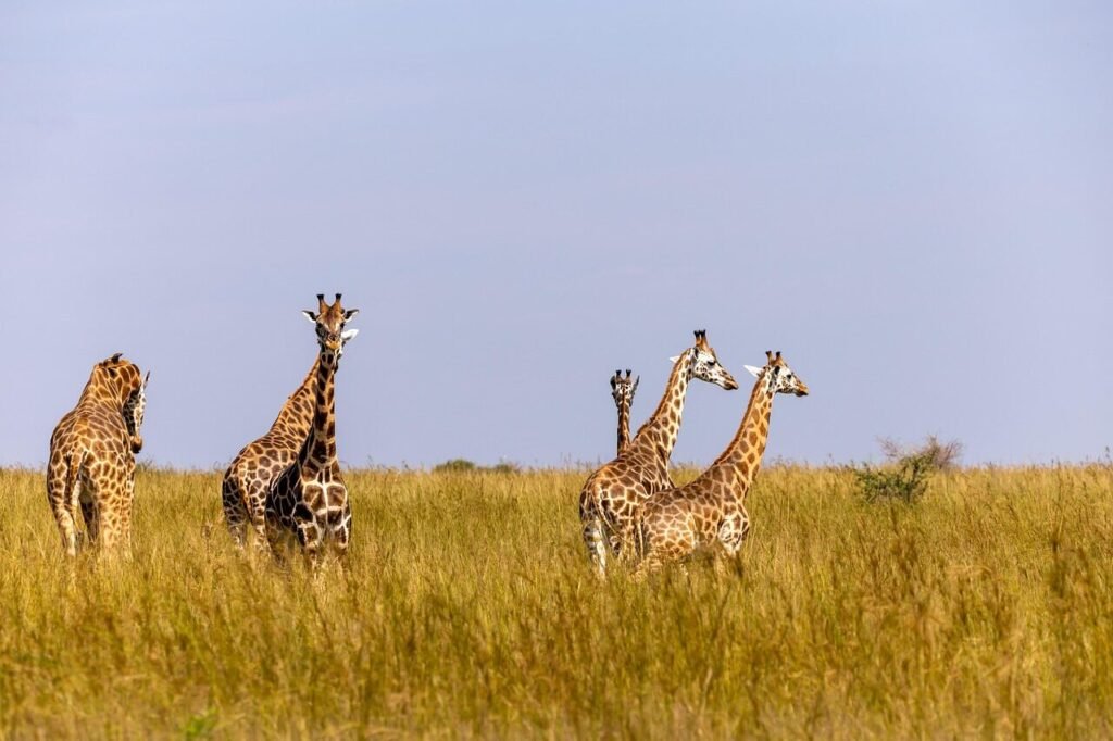 giraffes, animals, safari, wildlife, mammals, group, nature, wilderness, national park, murchison falls national park, uganda