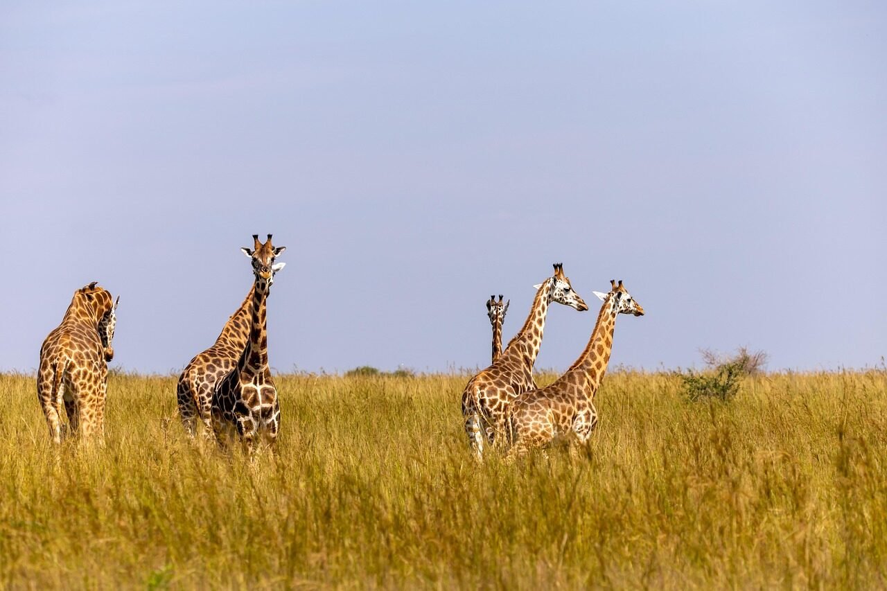 giraffes, animals, safari, wildlife, mammals, group, nature, wilderness, national park, murchison falls national park, uganda