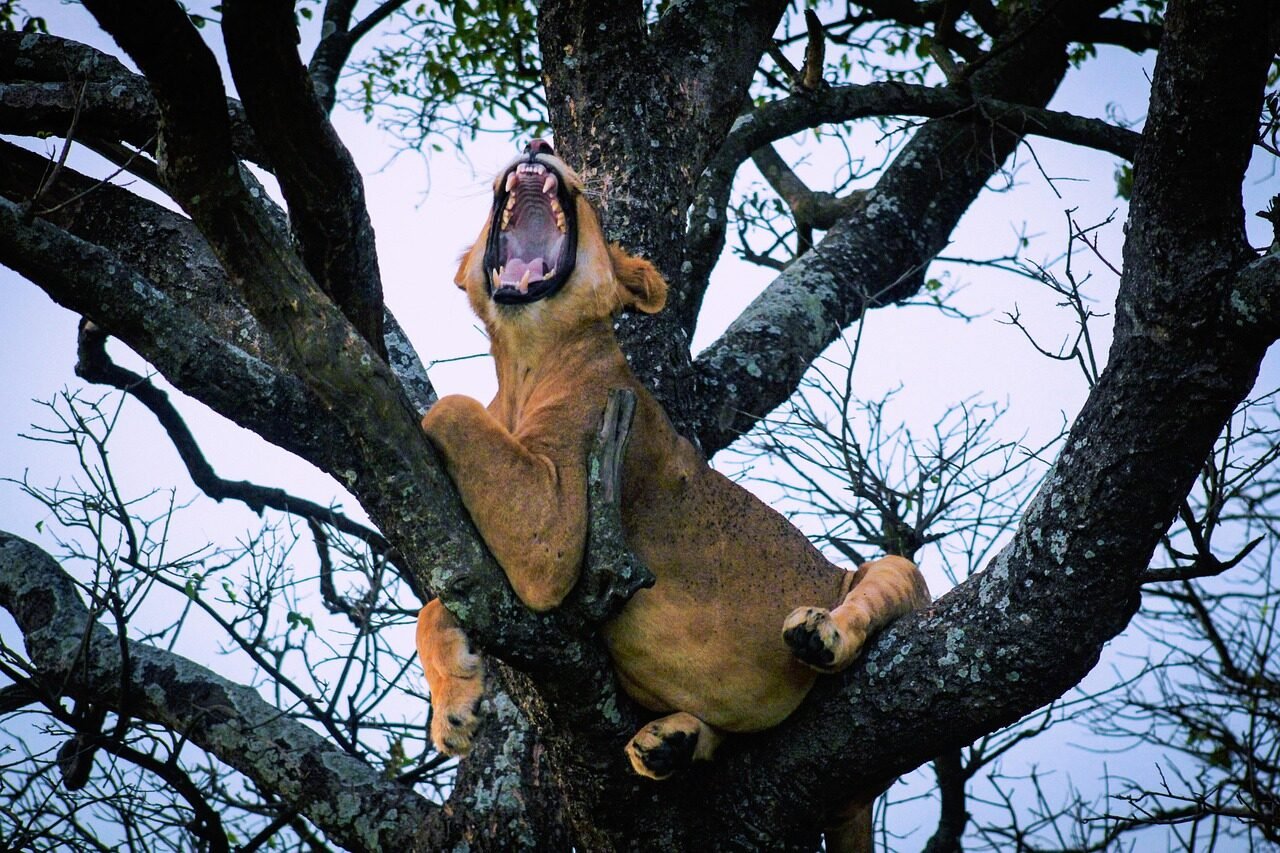 lion, feline, tree, yawn, kampala, nature, uganda