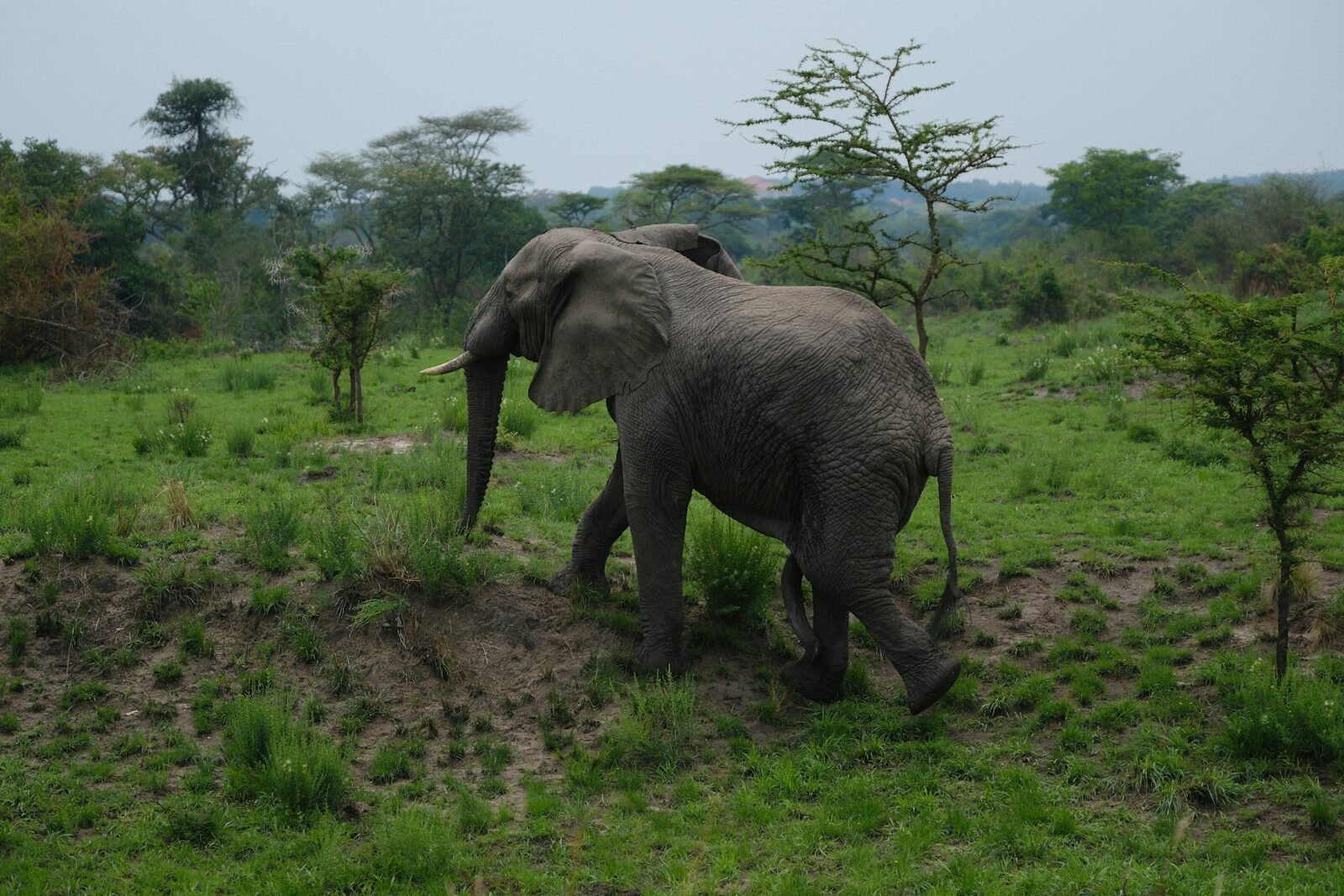 An elephant walks through a grassy field.