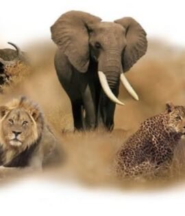 Kenya Safari Tour Packages