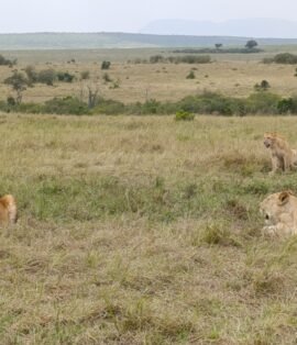 Best Safari Packages