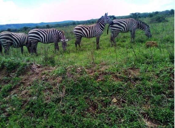 African Safari Vacation Packages