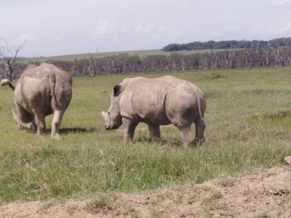 Best safari packages