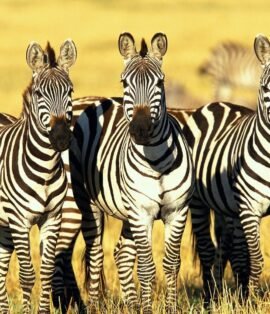 Kenya Safari Tour Packages