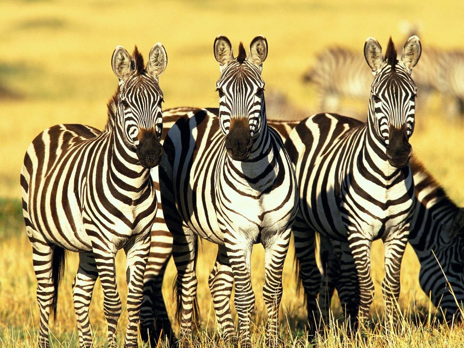 Kenya Safari Tour Packages