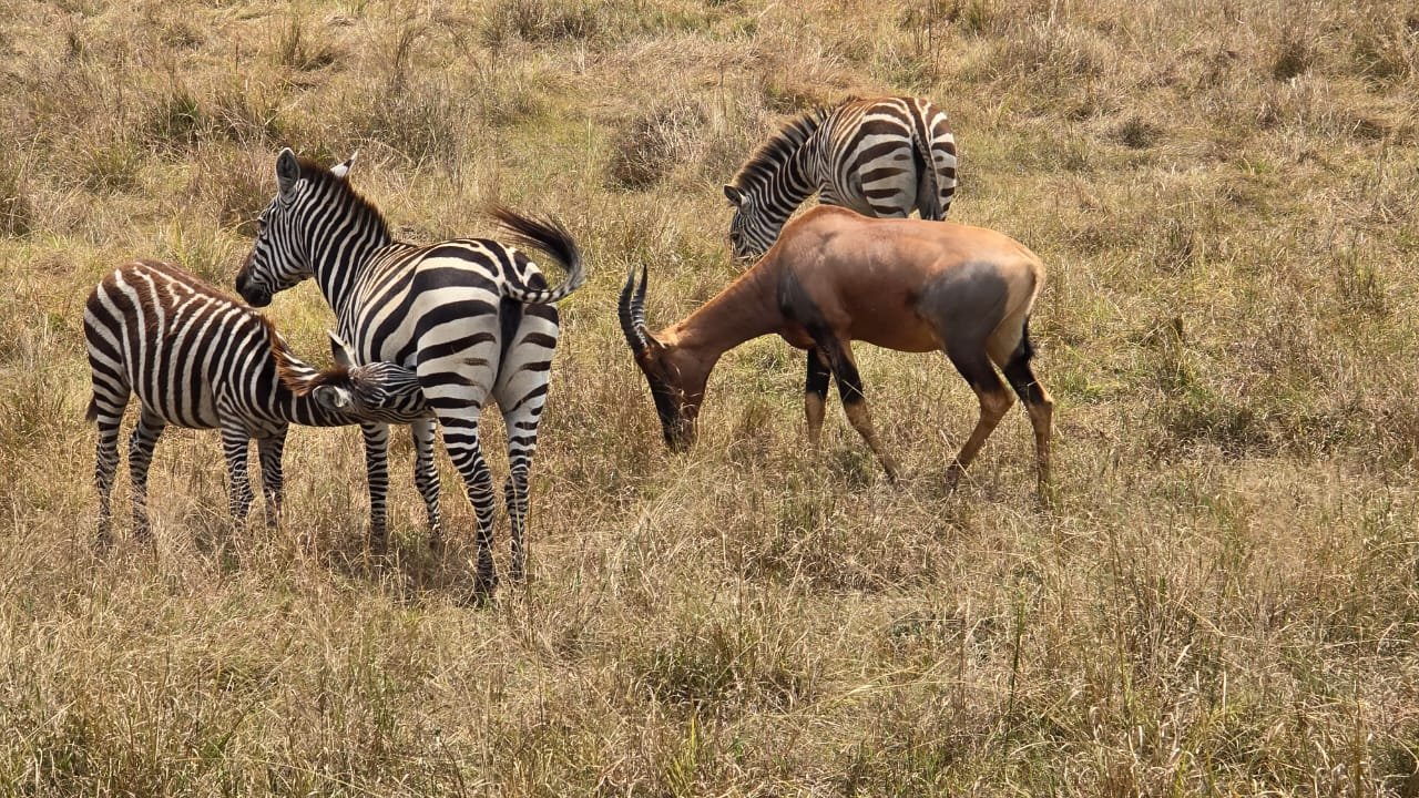Kenya safari tour packages