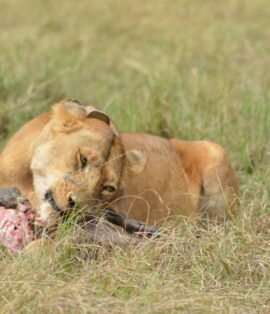 Best Safari Packages