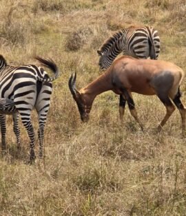 Kenya Safari Tour Packages