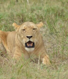 African Safari Vacation Packages